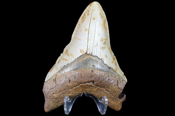 Bargain, Megalodon Tooth - North Carolina #83993